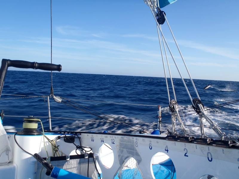 dolphin Dolphin off Virbac-Paprec 3 (Photo by Virbac-Paprec / Barcelona World Race )